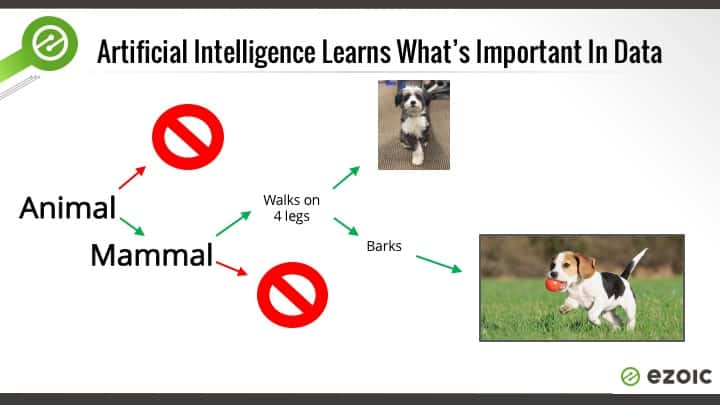 whats a dog